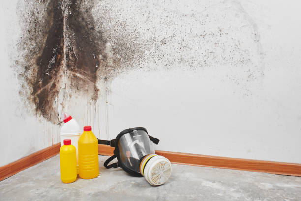 Best Emergency Mold Removal  in Waverly, TN