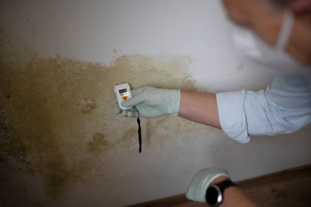 Best Fast Mold Removal  in Waverly, TN