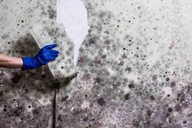 Best Home Mold Removal  in Waverly, TN